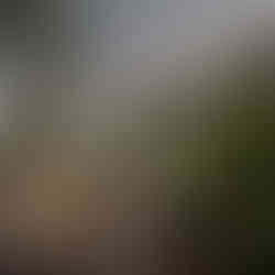 bride crosses bridge on hike surrounded my nature romanitc vibe