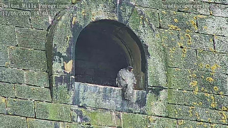 New live camera at Dalton Mills