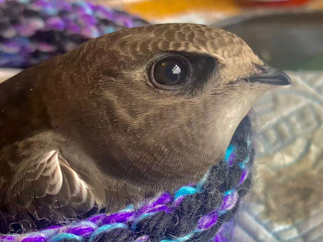 Leeds Swifts newsletter