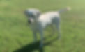 Kona Farm Tail Serious_edited.jpg