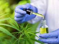 Study Finds Cannabis Compounds Prevent Infection By Covid-19 Virus