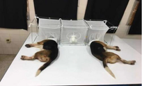 Fauci Funded 'Cruel' Puppy Experiments Where Sand Flies 'Eat Them Alive'; Vocal Cords Severed