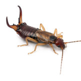 earwig.jpg
