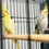 Thumbnail: baby cockatiel for sale UK 10 weeks old