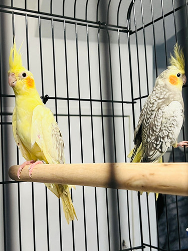 Cockatiel Bird Cockatiel Cage Gumtree Pet 10 Week Old Cockatiel