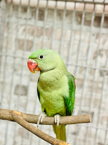 Baby Alexandrine Parrots for Sale – UK Bred Alexandrine Parrots