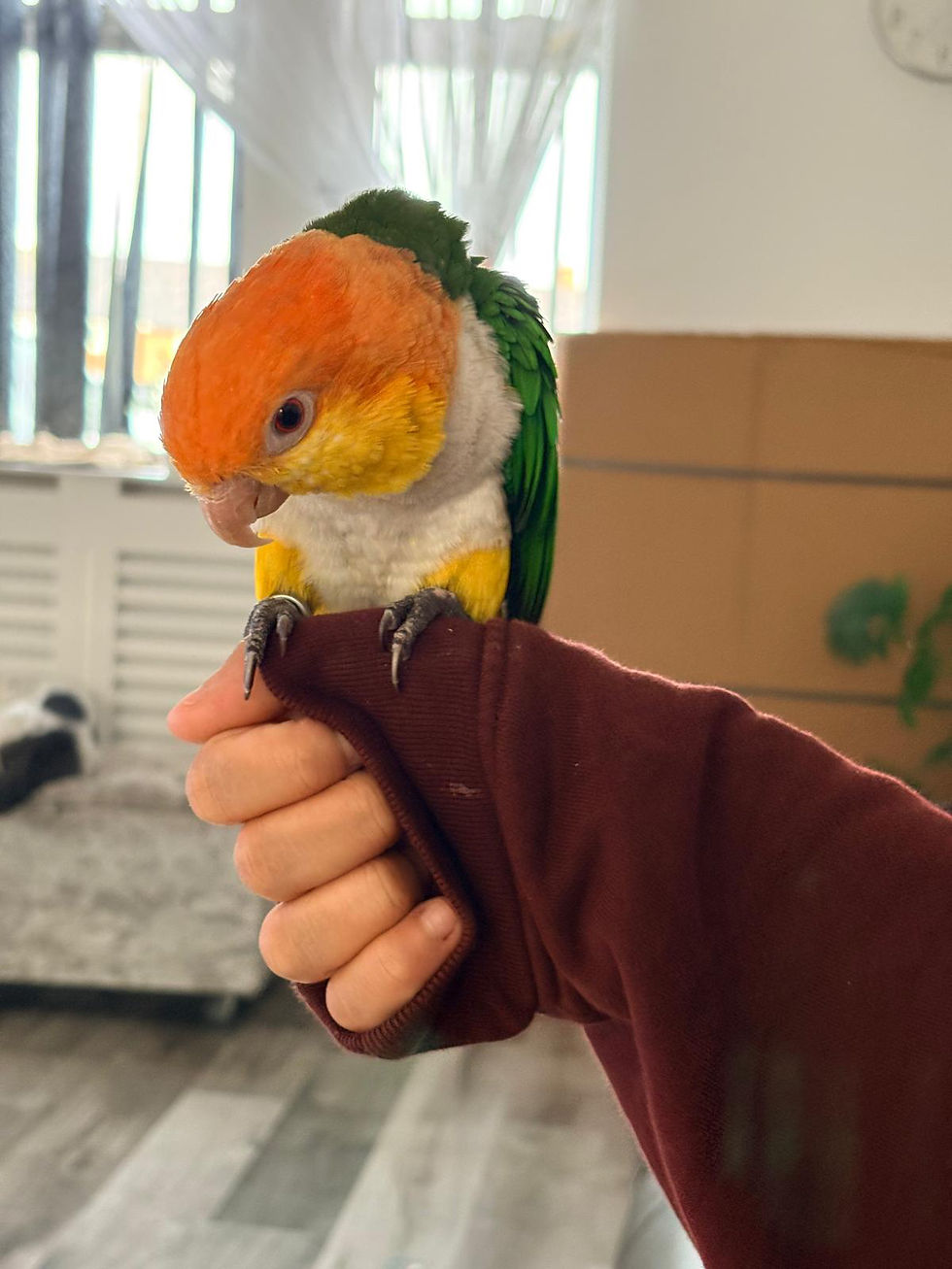 Thumbnail: Yellow-thighed Caique Talking Parrot 