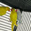 Thumbnail: "Rare blue and yellow Indian ringneck parrot for sale – 12-week-old baby bird"