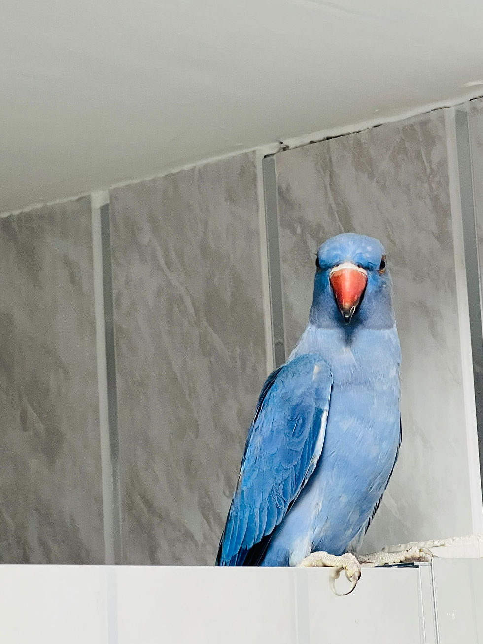 Thumbnail: Turquoise Indian Ringneck Parrot