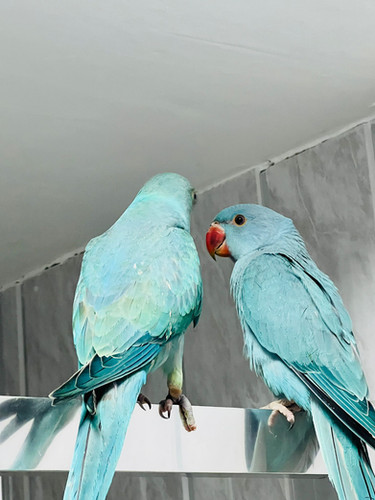 Rare Parakeets Blue Parakeet For Sale Baby Blue Ring Neck Talking