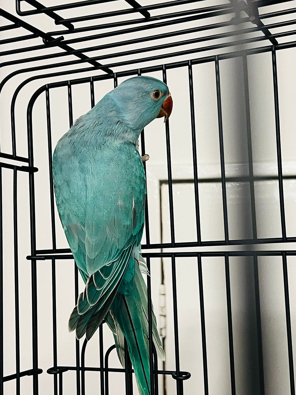 Thumbnail: Baby Blue Indian Ringneck parrot for sale in the UK