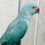 Thumbnail: No deposit parrot sale UK – Blue Indian Ringneck delivered then pay on delivery