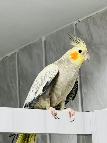 Baby Cockatiel Parrot for Sale UK – 12 Weeks Old Semi Tame - Main Image