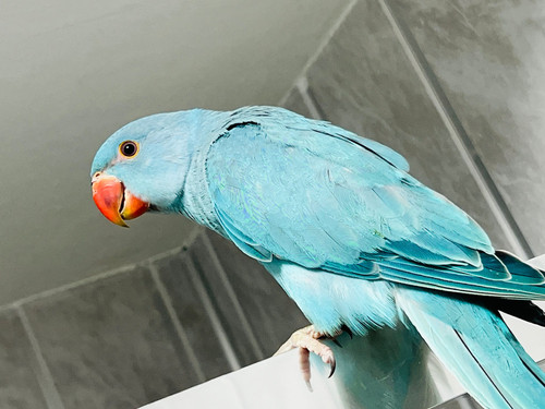 Baby Blue Ringneck Talking Parrot Parrot for sale