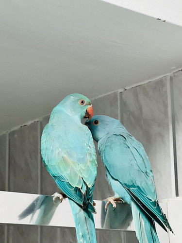 Rose Ringed Violet Ringneck Parakeet Colour Ring Parakeet Rose