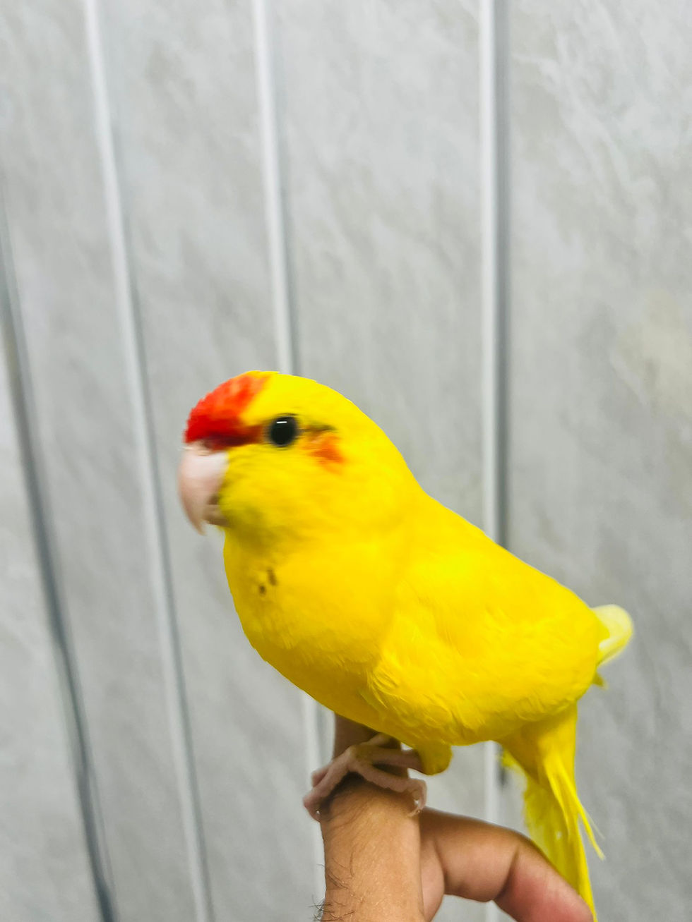 Thumbnail: Tame Yellow-Crowned (Yellow-Fronted) Kakariki Parrot for Sale – UK