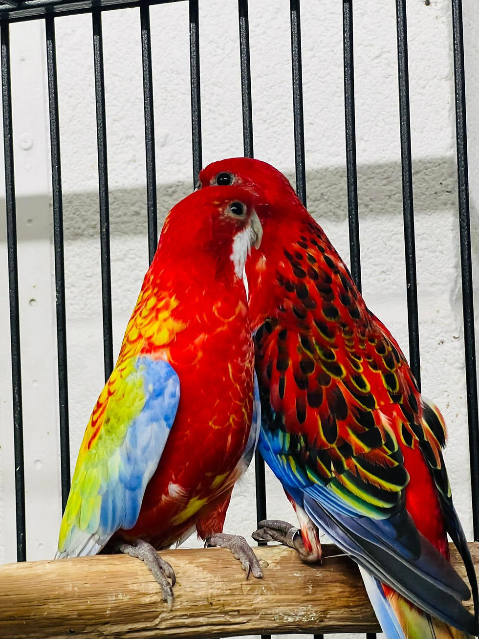 Thumbnail: Gold and Mantle Rosella parrots for sale UK – rare colourful young birds, healthy and top quality