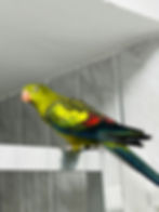 Young Regent parrot UK with bright green, yellow and red feathers