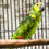 Thumbnail: 3-month-old Blue-fronted Amazon parrot, healthy and alert, takes food from hand, ideal for taming