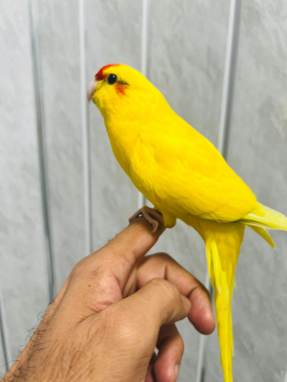 Thumbnail: Tame Yellow-Crowned (Yellow-Fronted) Kakariki Parrot for Sale – UK