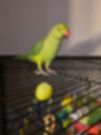 Indian Green Ringneck talking parrot for sale UK – 12 week old tame green ringneck with UK delivery available