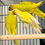 Thumbnail: Baby Yellow Indian Ringneck parrot for sale UK