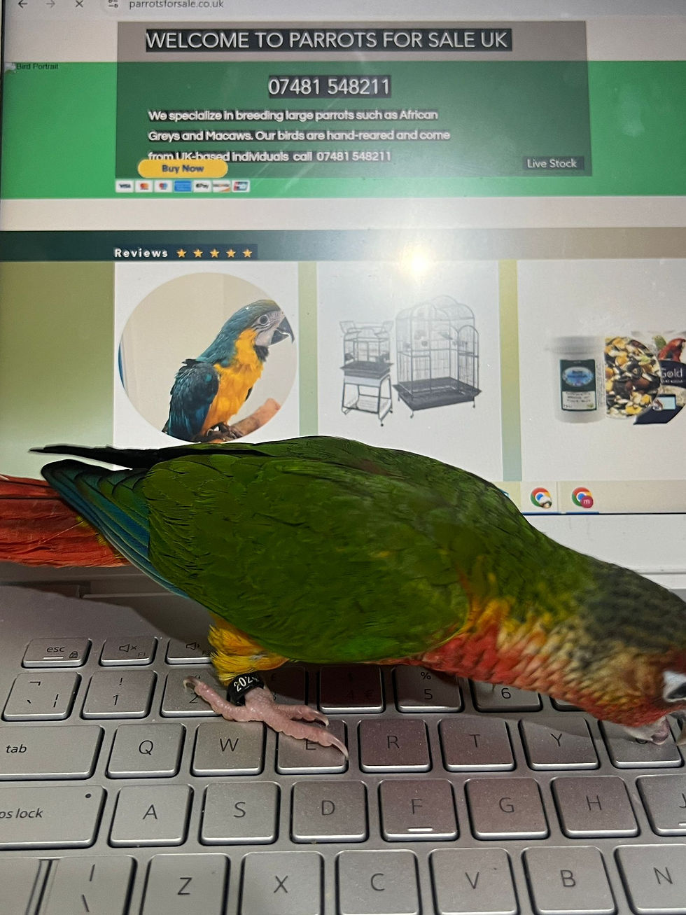Thumbnail: 11-week-old baby Yellow-Sided Conure parrot for sale, hand-tame and colourful, sitting on a hand