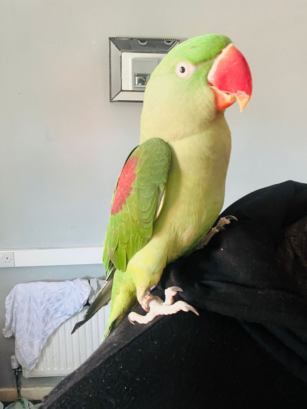 Thumbnail: Baby Alexandrine parrot for sale UK hand tame 4 months old