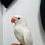 Thumbnail: "Rare snow white Indian ringneck parrot, 11 weeks old, semi tame and friendly, available in the UK"