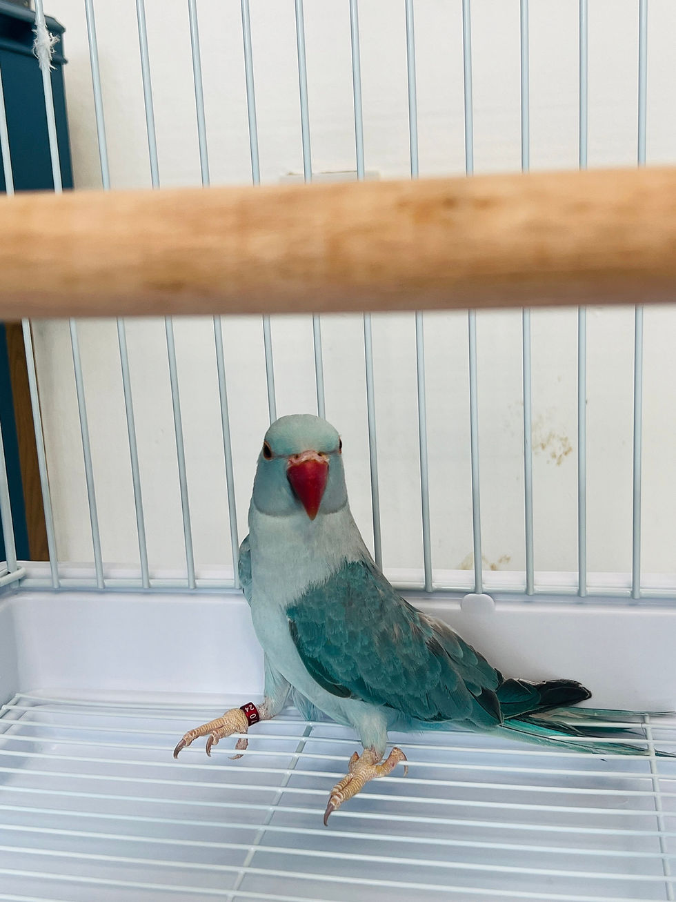 Thumbnail: "12-week-old blue Indian Ringneck parrot with light greyish-blue feathers"