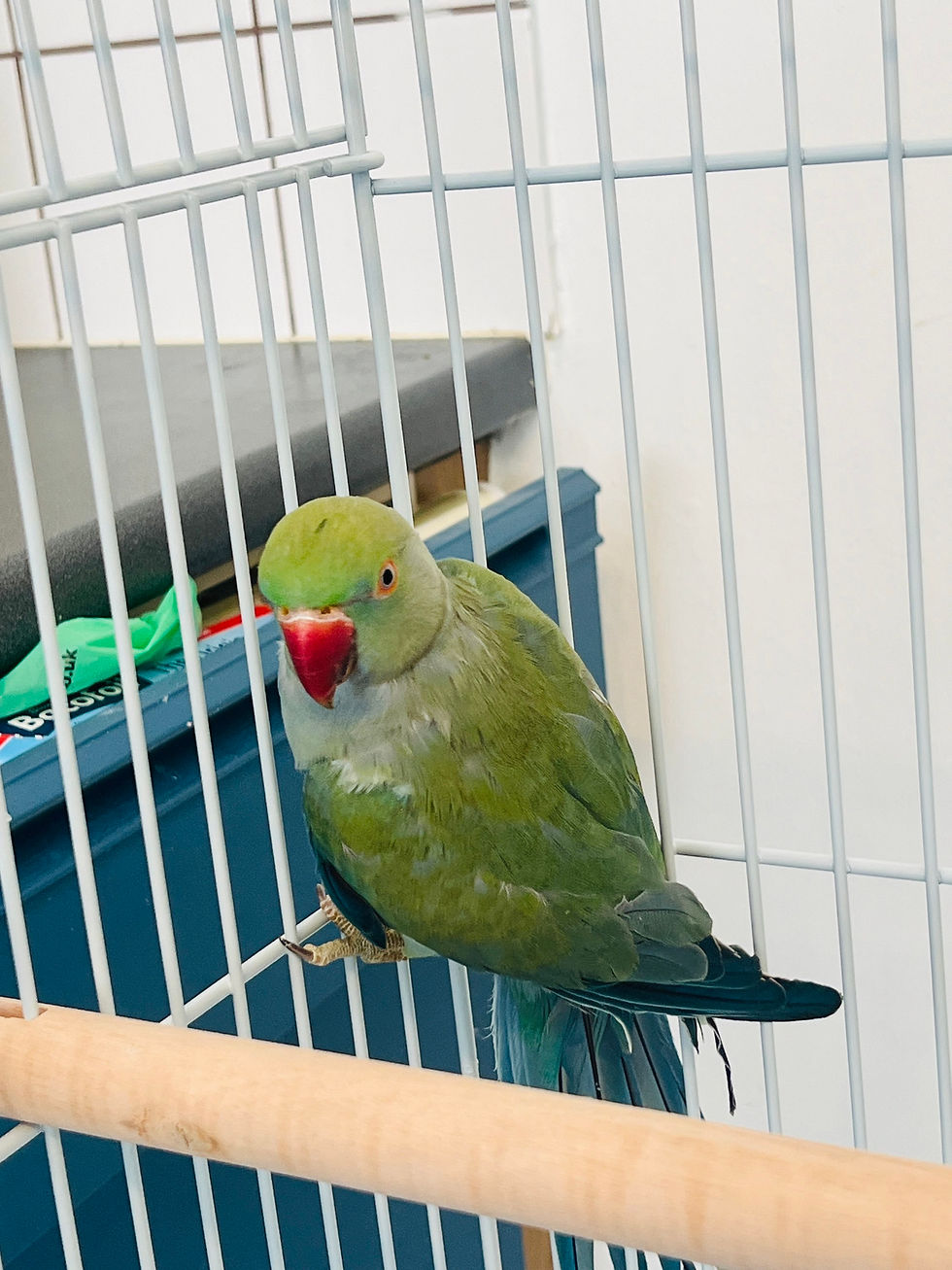 Thumbnail: "12-week-old blue Indian Ringneck parrot with light greyish-blue feathers"