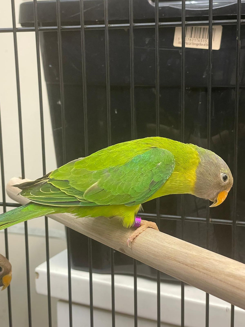 Thumbnail: Plum Head Parrot baby for sale in the UK – 11 weeks old