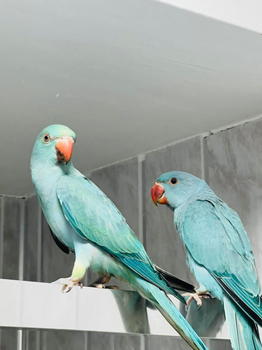 Baby Blue Ring neck Talking Parrot for Sale UK – Breeder