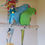Thumbnail: Blue baby Indian Ringneck parrot for sale UK, 11 weeks old