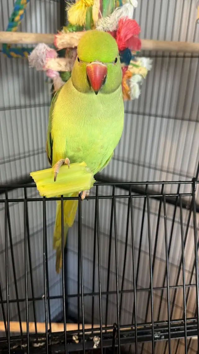 Thumbnail: Indian Green Ringneck talking parrot for sale UK – 12 week old tame green ringneck with UK delivery available