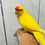 Thumbnail: Tame Yellow-Crowned (Yellow-Fronted) Kakariki Parrot for Sale – UK