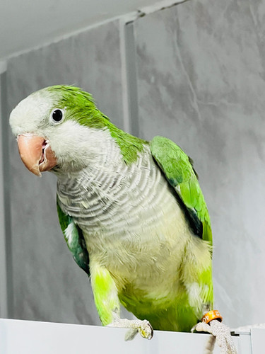 11-Week-Old Baby Quaker Parrot for Sale UK Semi Hand-Tame