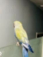 Blue Indian Ringneck parrot for sale UK baby closed ring with violet blue tai