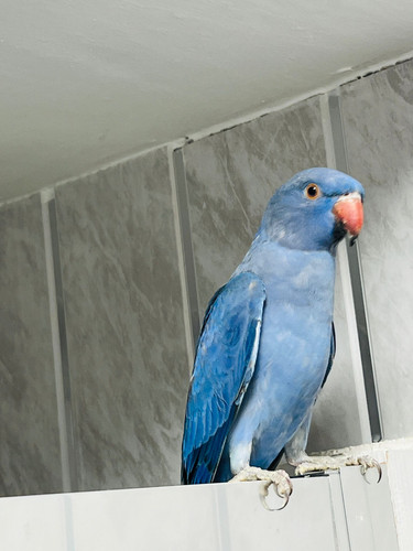 Baby Turquoise Indian Ringneck Parrot UK – 12 Weeks Old