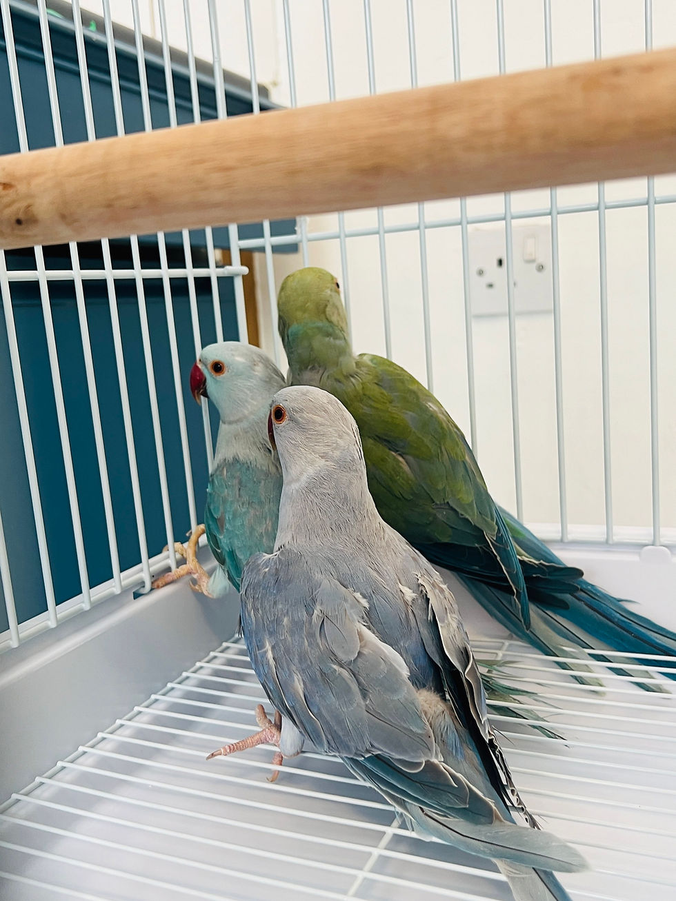 Thumbnail: "12-week-old blue Indian Ringneck parrot with light greyish-blue feathers"