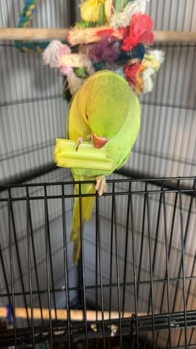 Indian Green Ringneck talking parrot for sale UK – 12 week old tame green ringneck with UK delivery available