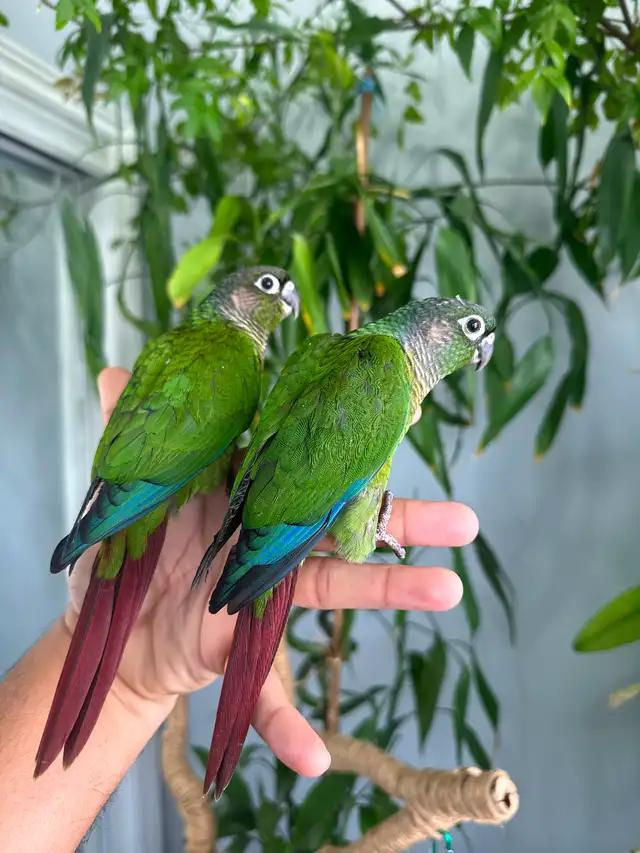 Baby green cheek conure parrot, 3 months old, healthy and hand-tame, bright green feathers with playful expression, UK sale a