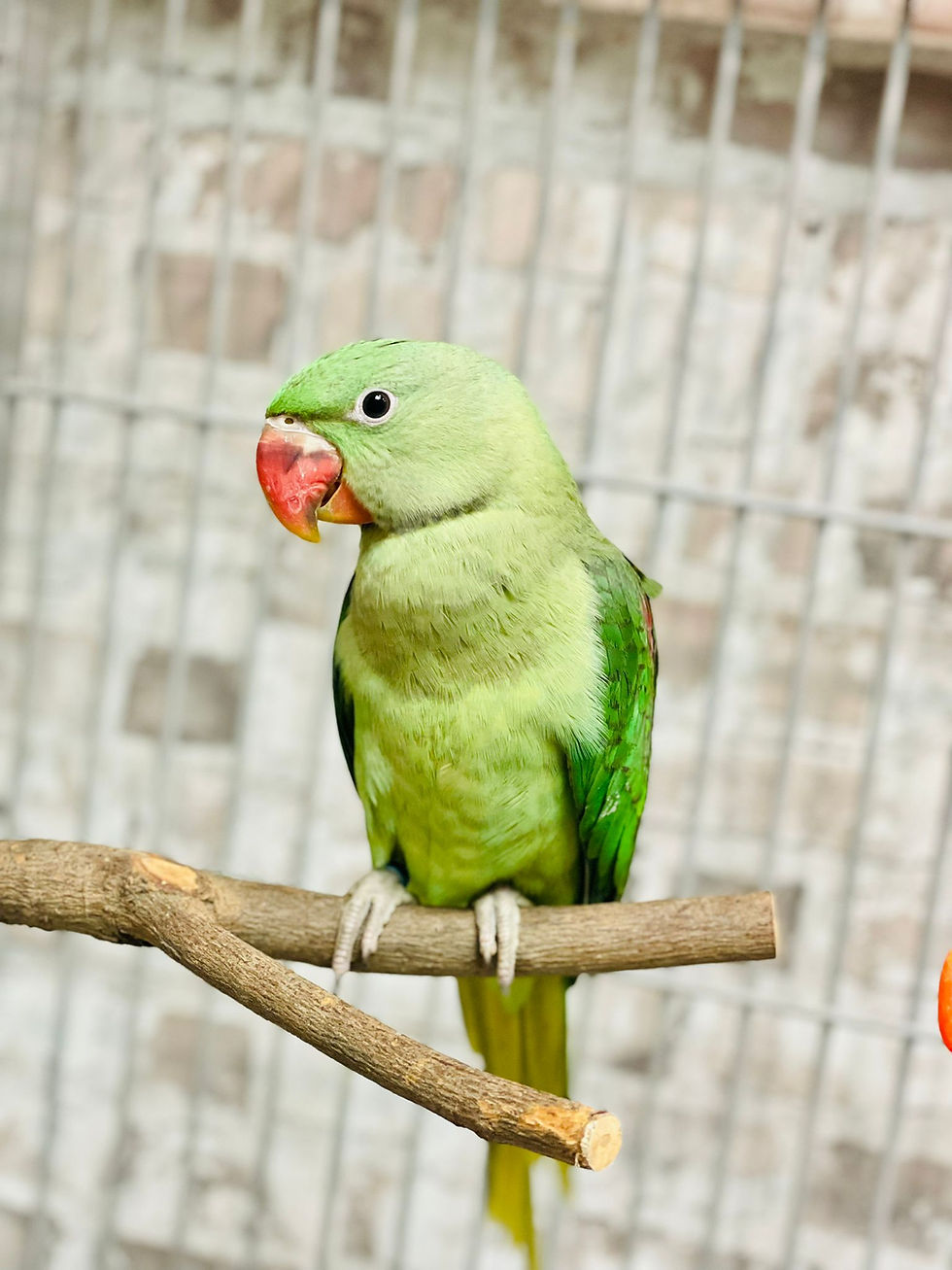 Thumbnail: Two baby Alexandrine parrots with neat feathers and close rings