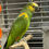 Thumbnail: Young Blue-Fronted Amazon parrot with bright blue forehead feathers”