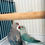 Thumbnail: "12-week-old blue Indian Ringneck parrot with light greyish-blue feathers"
