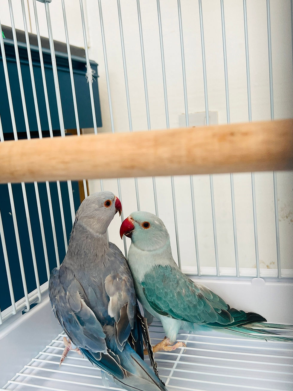 Thumbnail: "12-week-old blue Indian Ringneck parrot with light greyish-blue feathers"