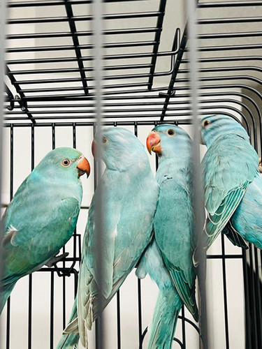 Indian Ringneck Blue Parrot Near Me Blue Indian Ringneck Parakeet