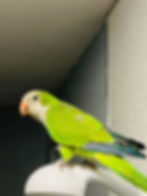 11 week old semi tame green Quaker parrot for sale UK