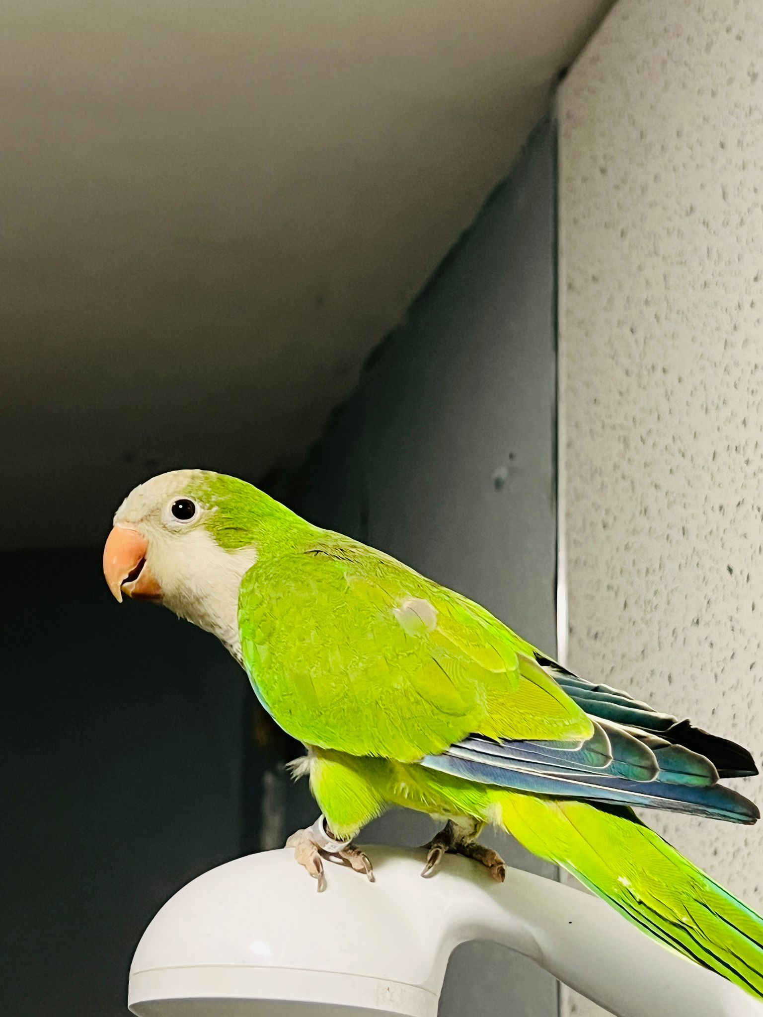 11 week old semi tame green Quaker parrot for sale UK