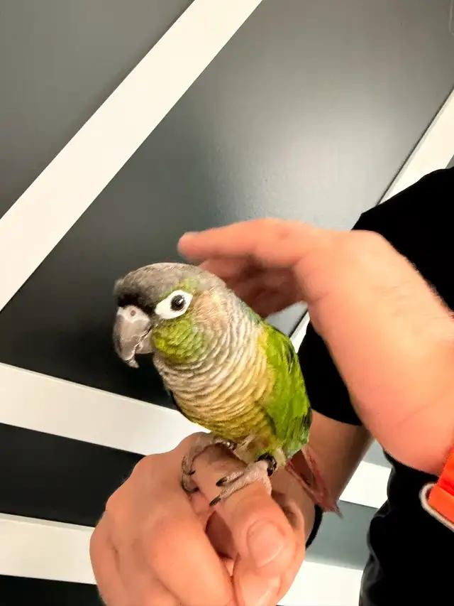Thumbnail: Friendly green cheek conure parrot sitting on hand, 3 months old, healthy and tame, UK breeder